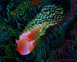 by Carl Huffman