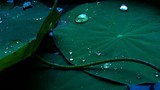 by Radha Indu Rana
