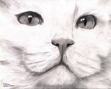 White Turkish Angora Cat Drawing by Joshua Hullender | ArtWanted.com