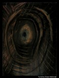 by Shawn McDonald