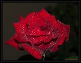 by Laurie Crouse