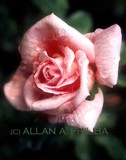 by Allan Philiba