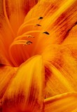 by Greg Summers