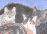 by Miranda Adams
