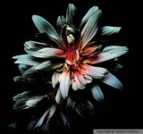 by Stefani Wehner