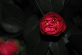 by Debra Kott