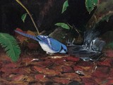 by Lynne Ricciardi