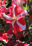 by Janet Dickinson