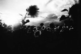 by Alex Galmeanu