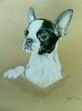 by sarah napier-fenning