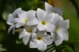 by Marie josé LAURIER