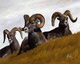 by John Houle