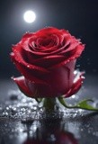 by Mihaela B