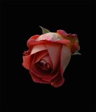 by Matt Campbell
