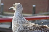 by Jan de Jong