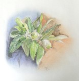 by kay susan