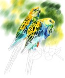 by kaukab ahmad