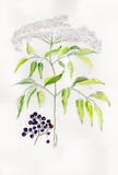 by Doris Blessington