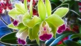 by Bonnie Gearhart