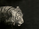 by myra naito