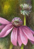 by Debbie Shirley