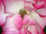 by Sybille Sterk