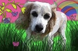 by lollypupgirl 