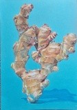 by Cristea Mihaela