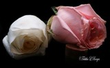 by Tabitha Borges