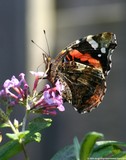 by Jan de Jong