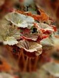 by Lynn De Serres