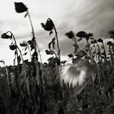 by Marc Gouguenheim