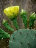 by Lucyna A. M. Green