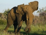 by Gerry Van der Walt