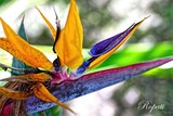 by Ropati Leaso-Cobb