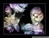 by Stefani Wehner