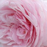 by jane hines