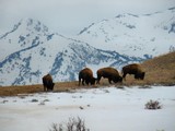 by Scott Bricker
