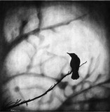by Rupesh Patric