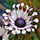 by Marie josé LAURIER