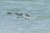 by Reef Upwelling