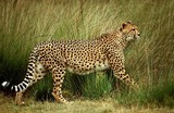 by Harry Eggens
