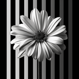 by Metapix Art