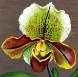 by Lizz Robertson Klaras 