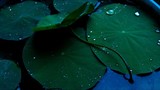 by Radha Indu Rana