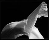 by Gordon Christie