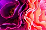 by Minerva Bloom