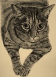 by Paula  Bodger
