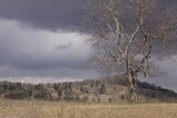 by T Luttrell