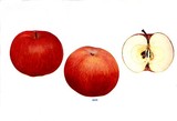 by roy sagarin